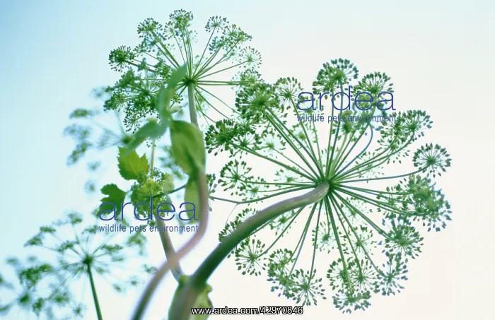 : Angelica, Angelica archangelica : Angelica, Angelica archangelica