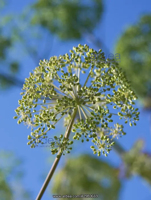 : Angelica, Angelica archangelica : Angelica, Angelica archangelica