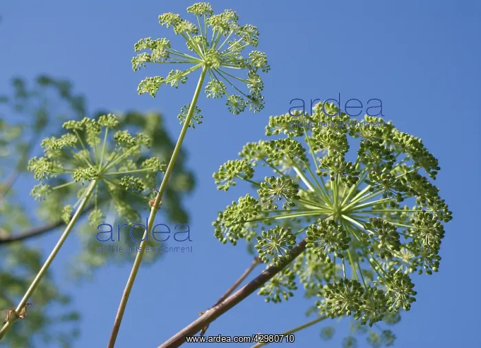 : Angelica, Angelica archangelica : Angelica, Angelica archangelica