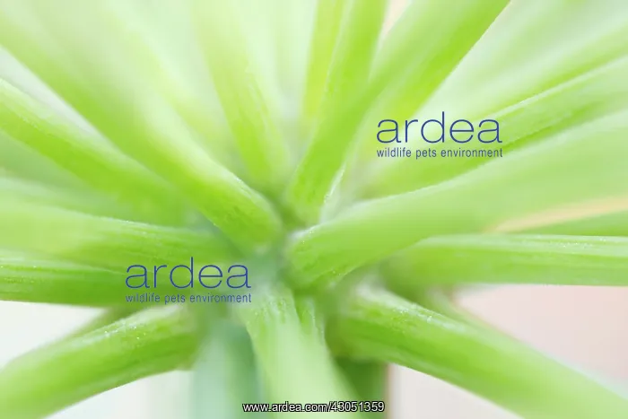 : Angelica, Angelica archangelica : Angelica, Angelica archangelica