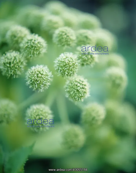  : Angelica, Angelica archangelica