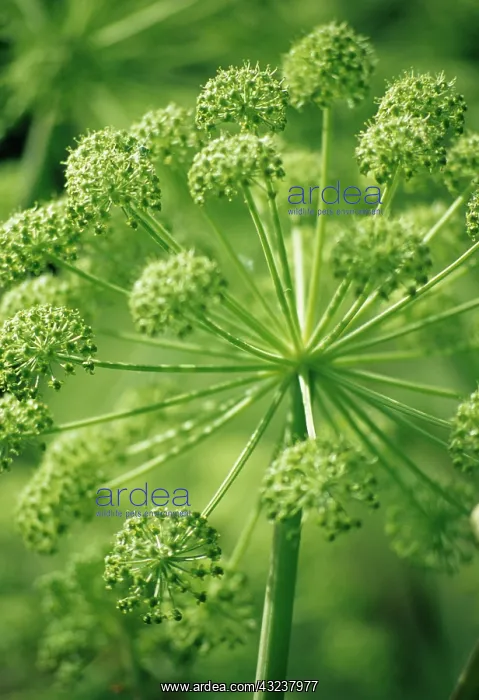 : Angelica, Angelica archangelica : Angelica, Angelica archangelica