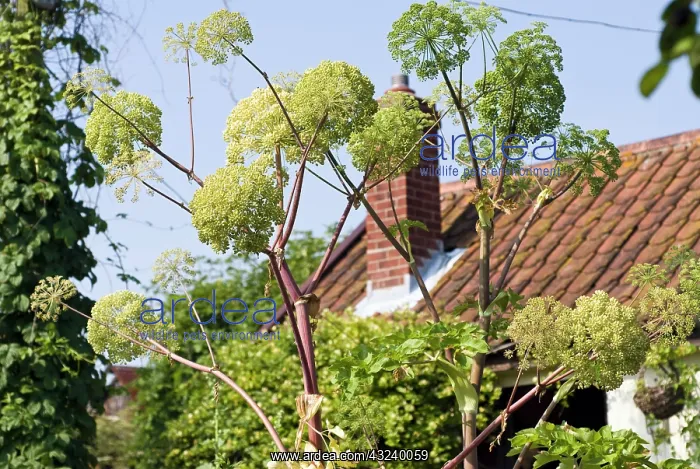 : Angelica, Angelica archangelica : Angelica, Angelica archangelica