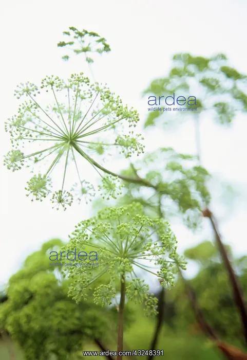 : Angelica, Angelica archangelica : Angelica, Angelica archangelica