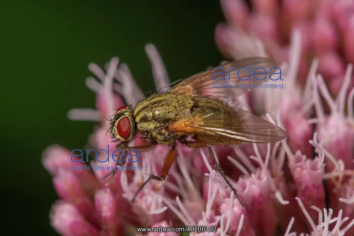  : Angelica housefly (Phaonia angelicae) on waterweed