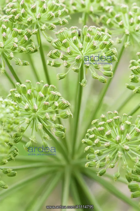  : Angelica sylvestris, Angelica, wild angelica, Green, Biennia