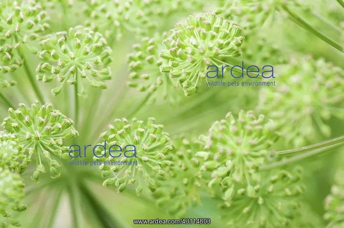  : Angelica sylvestris, Angelica, wild angelica, Green, Biennia