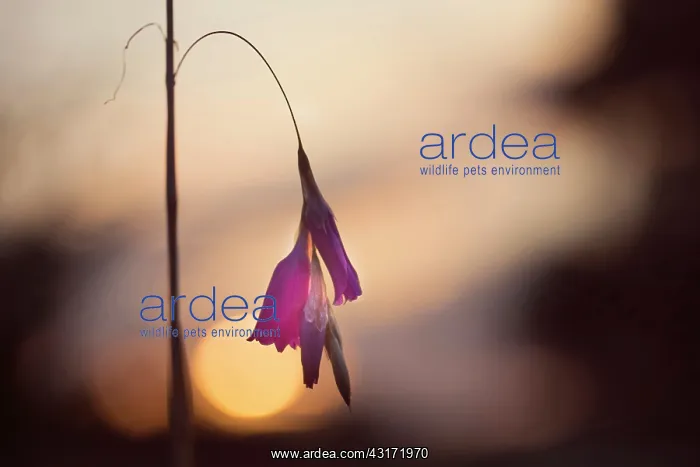 : Angel's fishing rod, Dierama pulcherrimum, A single stem aga : Angel's fishing rod, Dierama pulcherrimum, A single stem aga