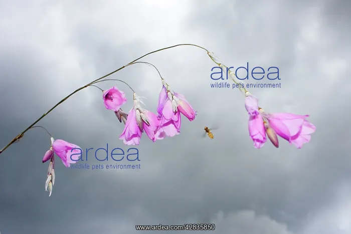 : Angel's Fishing Rod flowers - with approaching : Angel's Fishing Rod flowers - with approaching
