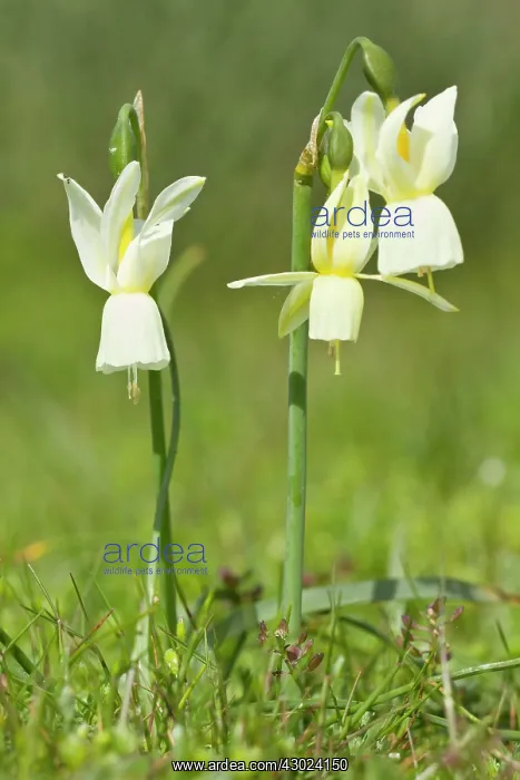 : Angel's Tears - flowers on field : Angel's Tears - flowers on field