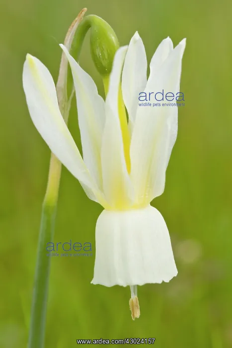 : Angel's Tears - flowers on field : Angel's Tears - flowers on field