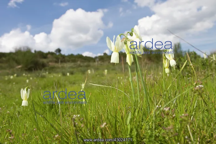: Angel's Tears - flowers on field : Angel's Tears - flowers on field