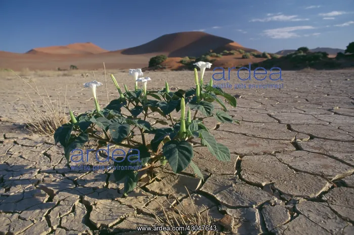 : Angels trumpets : Angels trumpets
