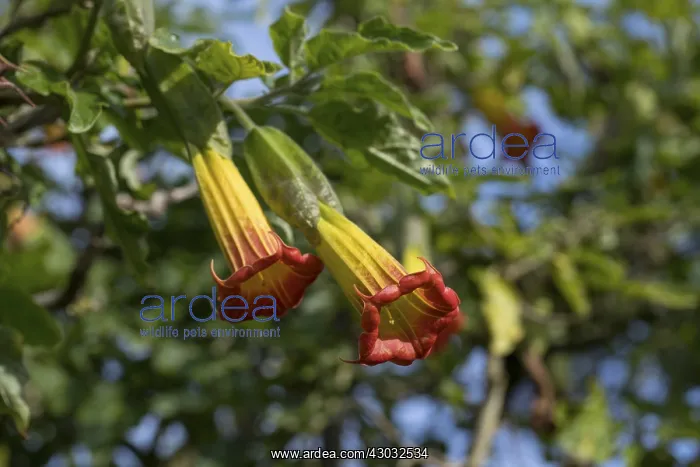 : Angels Trumpets - Isles of Scilly - UK