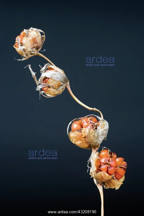 : Angel'sfishingrod : Angel'sfishingrod