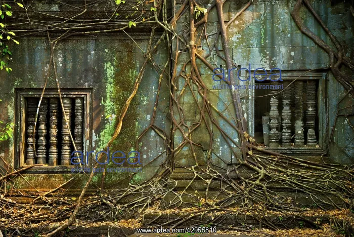 : Angkor Beng Meala root covered wall : Angkor Beng Meala root covered wall