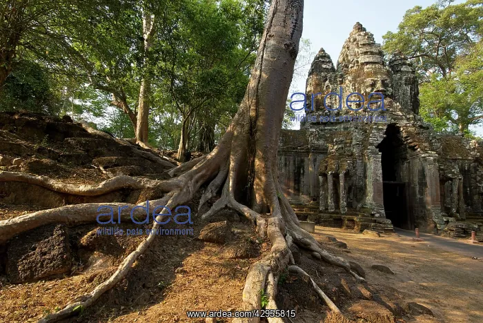 : Angkor gateway tree roots : Angkor gateway tree roots