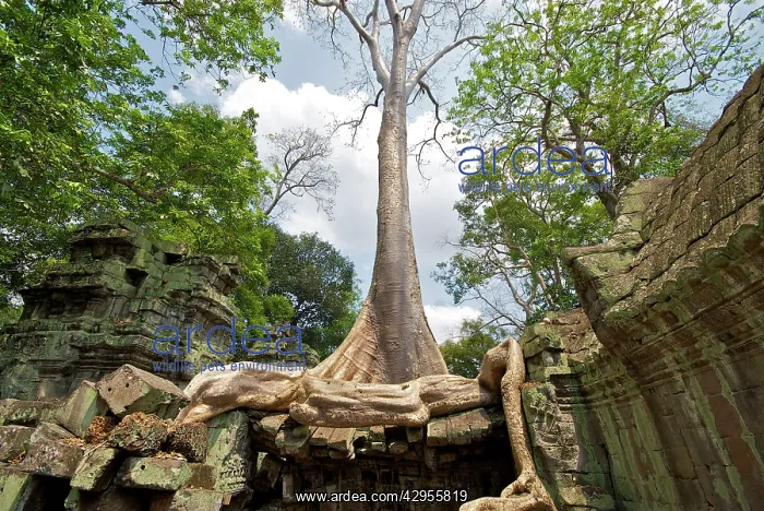 : Angkor Ta Prohm tree roots and Building : Angkor Ta Prohm tree roots and Building