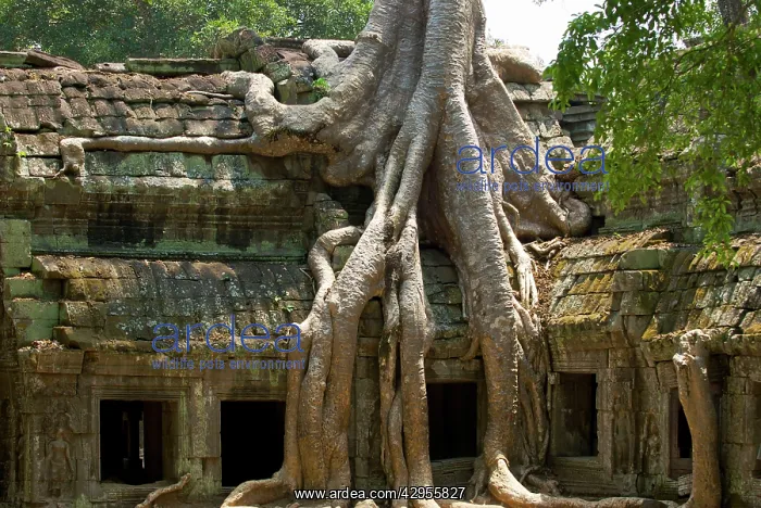 : Angkor Tree roots cover : Angkor Tree roots cover