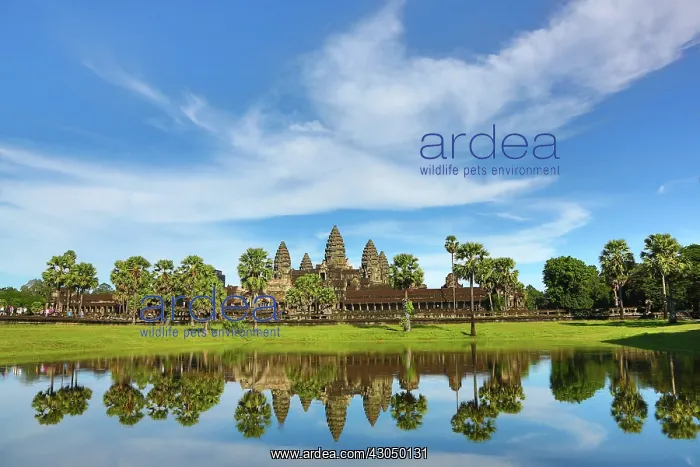 : Angkor Wat Temple and reflection in lake in Siem Reap, C : Angkor Wat Temple and reflection in lake in Siem Reap, C