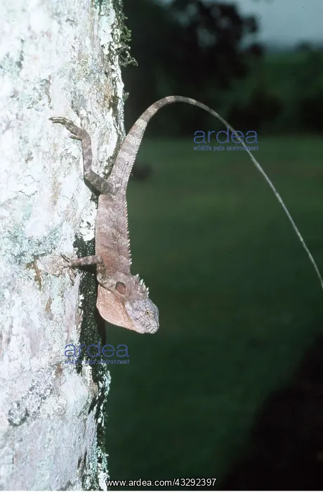 : Angle Head Lizard : Angle Head Lizard