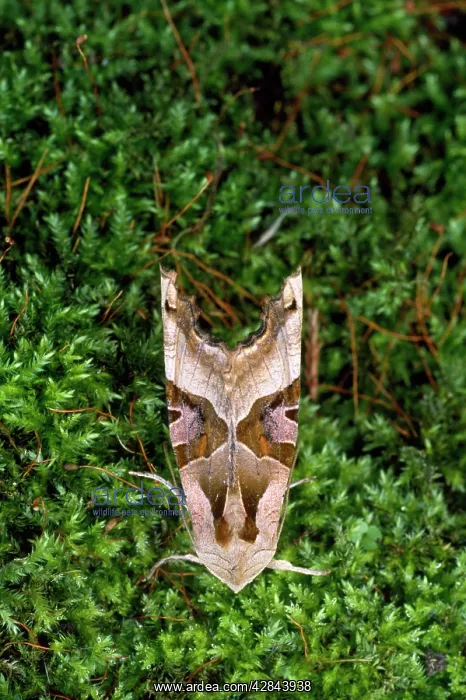 : The Angle Shades Moth : The Angle Shades Moth