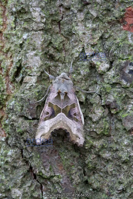 : Angle Shades Moth : Angle Shades Moth