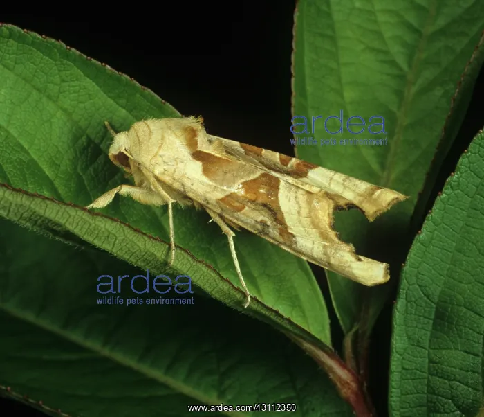 : Angle shades moth : Angle shades moth