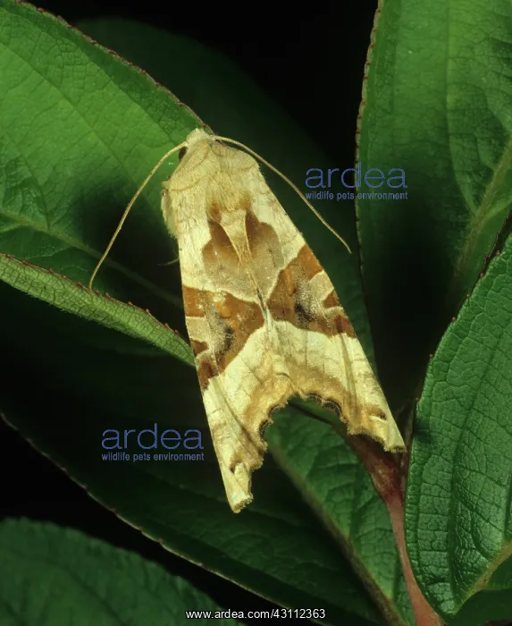 : Angle shades moth : Angle shades moth