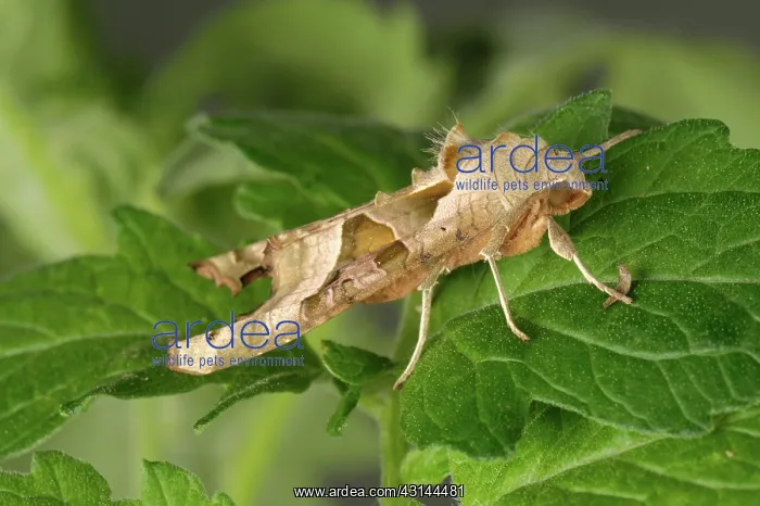 : Angle Shades moth : Angle Shades moth
