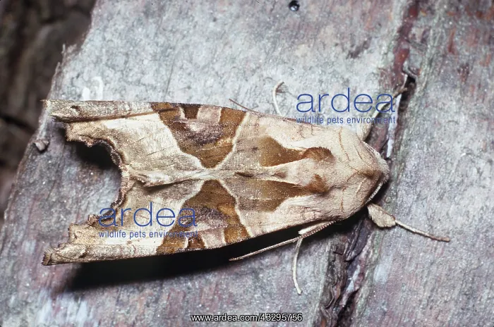 : Angle-shades MOTH : Angle-shades MOTH