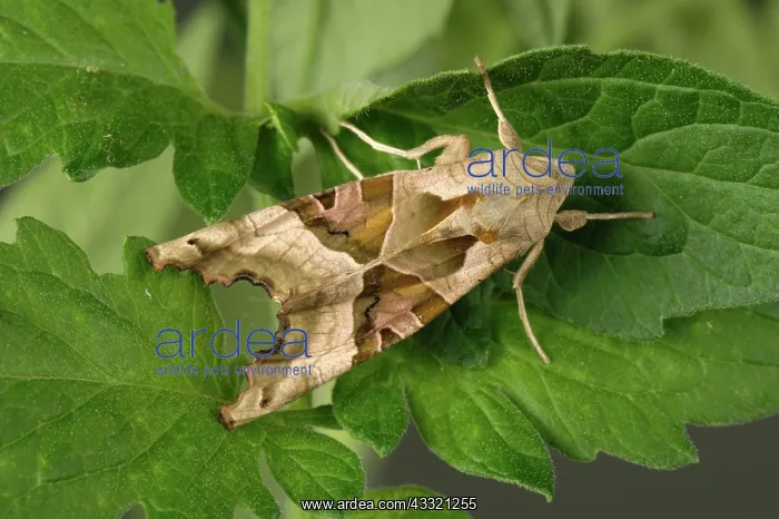 : Angle Shades moth : Angle Shades moth