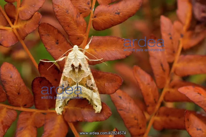 : Angle Shades Moth - Autumn : Angle Shades Moth - Autumn