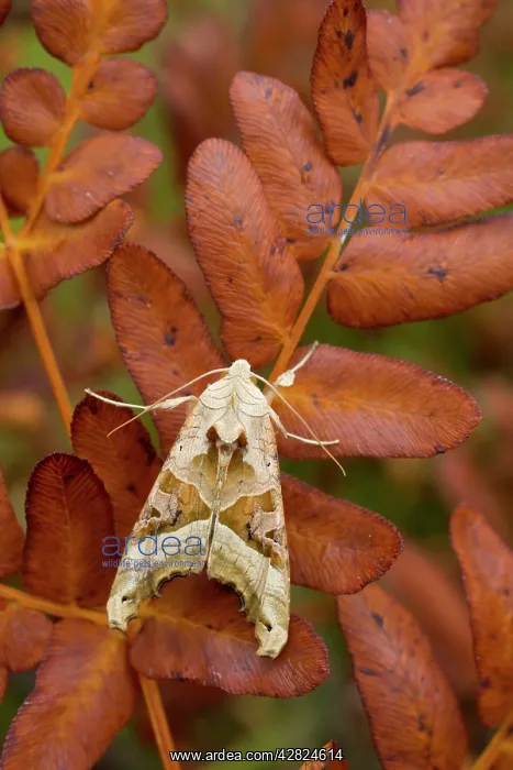: Angle Shades Moth - Autumn : Angle Shades Moth - Autumn