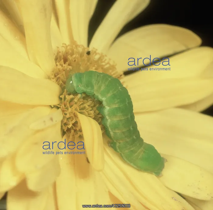 : Angle shades moth caterpillar : Angle shades moth caterpillar
