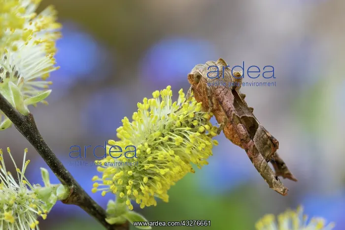 : Angle Shades Moth - on Goat Willow - UK : Angle Shades Moth - on Goat Willow - UK