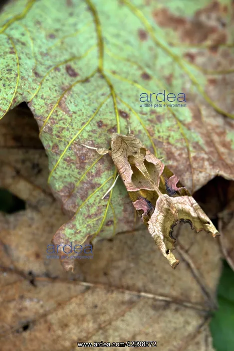 : Angle Shades Moth - on leaf showing camouflage - Summer : Angle Shades Moth - on leaf showing camouflage - Summer