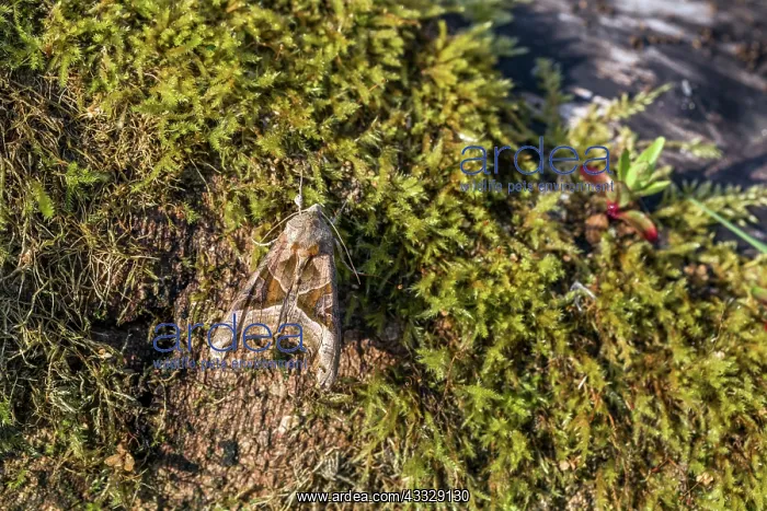 : Angle Shades Moth - on Moss - UK : Angle Shades Moth - on Moss - UK