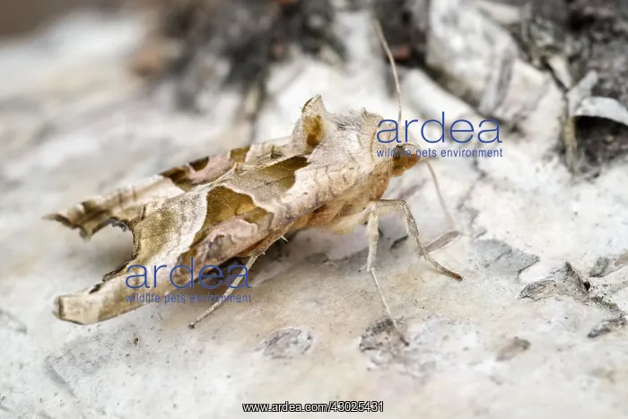  : Angle shades moth, Norfolk UK