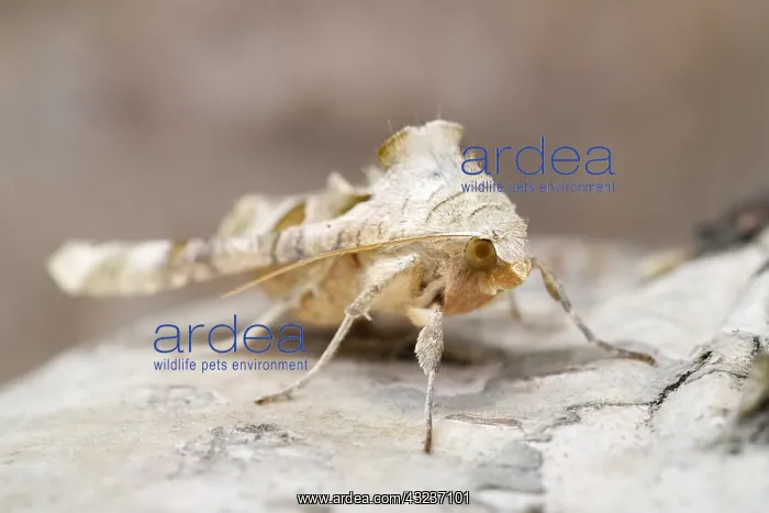  : Angle shades moth, Norfolk UK