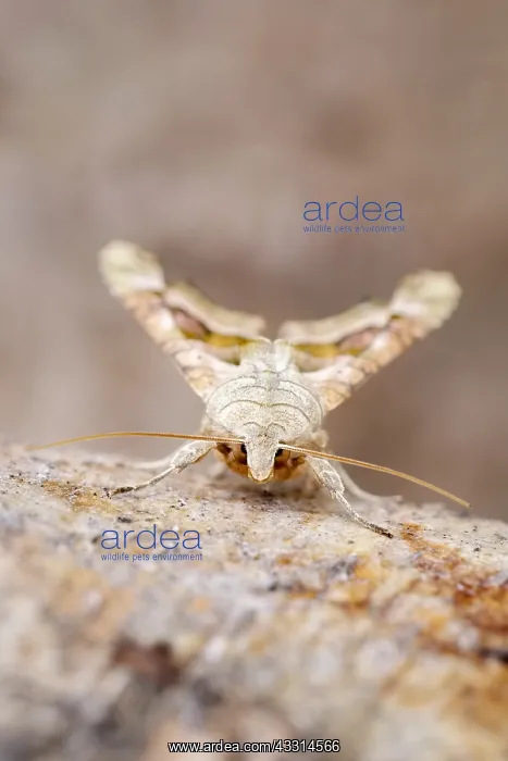 : Angle shades moth, Norfolk UK : Angle shades moth, Norfolk UK