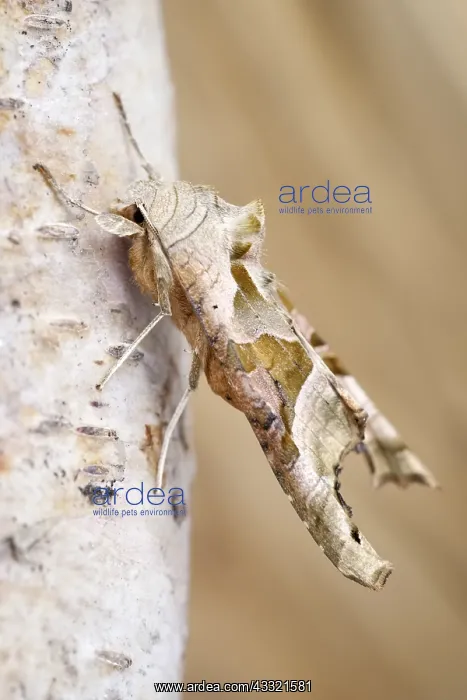 : Angle shades moth, Norfolk UK : Angle shades moth, Norfolk UK