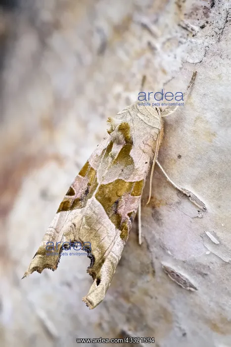 : Angle shades moth, Norfolk UK : Angle shades moth, Norfolk UK