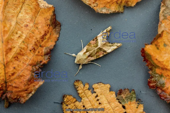  : Angle Shades Moth - UK