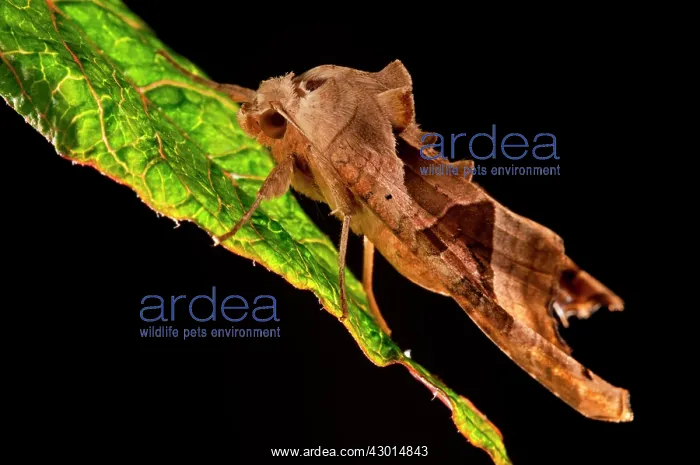  : Angle Shades resting on leaf at night