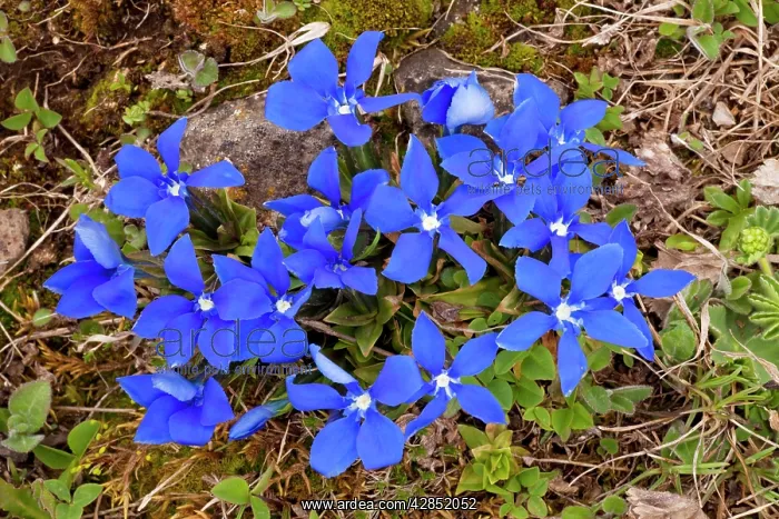 : Angled Gentian - in the Lesser Caucasus : Angled Gentian - in the Lesser Caucasus