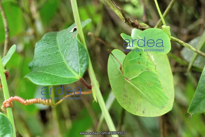  : Angled-Sulphur