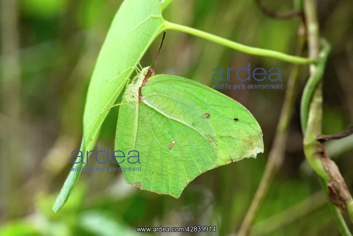  : Angled-Sulphur