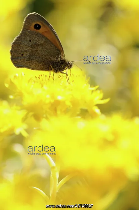 : Angleina stonecrop, Sedum rupestre Angelina, Meadow brown : Angleina stonecrop, Sedum rupestre Angelina, Meadow brown