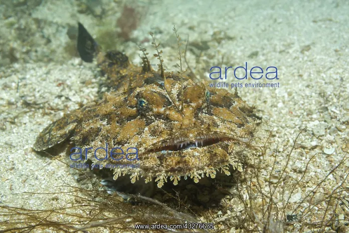 : Angler fish (Lophius piscatorius) lies on sandy : Angler fish (Lophius piscatorius) lies on sandy